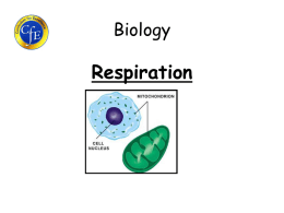 2. Aerobic Respiration