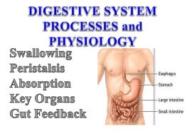 Digestive System Processes - Mr. Lesiuk
