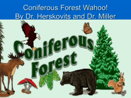 Coniferous Forest Wahoo! - JBHA-Sci-US-tri1