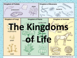 The Kingdoms of Life