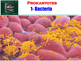 (Gram +ve) bacteria