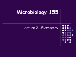 Microbiology 155