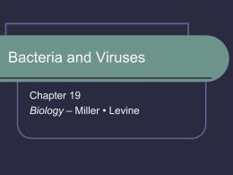 Bacteria and Viruses (Chapter 19)