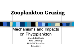 Zooplankton Grazing on Phytoplankton