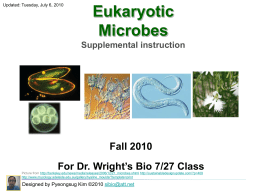 SI PPT: Eukaryotic cells