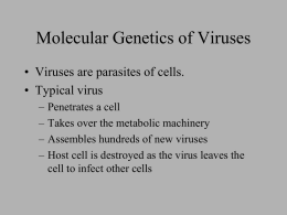 Molecular Genetics of Viruses