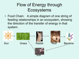 Flow of Energy through Ecosystems
