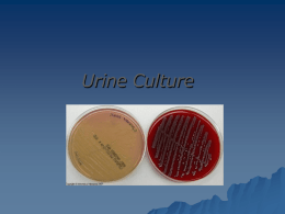 Lab 8-urine culture