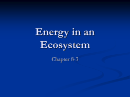 Energy in an Ecosystem