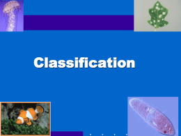 Classification - Bulldogbiology.com