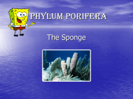 Phylum Porifera (Sponge)
