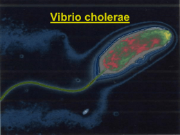 03 Vibrio_Cholerae