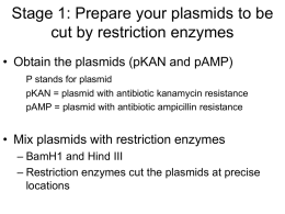 Plasmid w/ kanamycin resistance (pKAN)