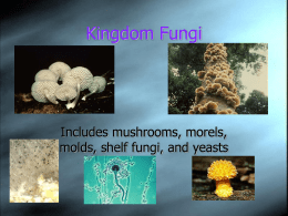A look at DIversity-Fungi kingdom_fungi