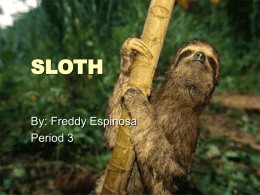 sloth - Cloudfront.net