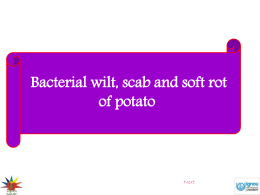 Bacterial Wilt