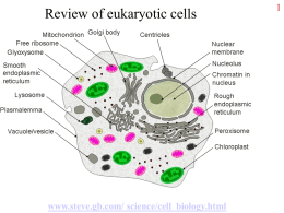 Review of eukaryotic cells