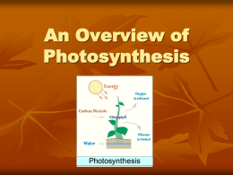 An Overview of Photosynthesis and The Structure of a Leaf