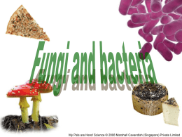 Diversity Chpt 6-Fungi and bacteria