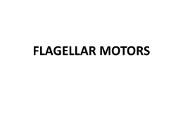 L 11Flagellar motors