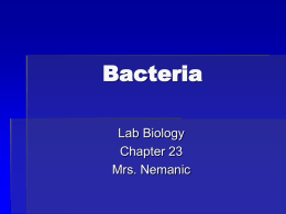 II. Kingdom Eubacteria