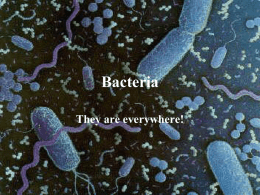Bacteria - My eCoach