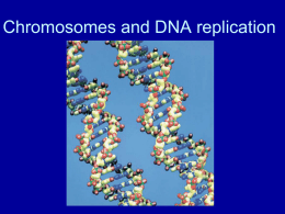 DNA replication - Sonoma Valley High School