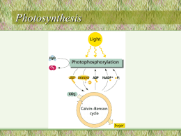 Photosynthesis - CBE Project Server