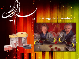 Pathogenic anaerobes