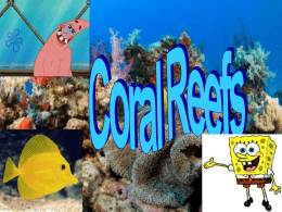coral reefs 2 - biomepatricksullivan