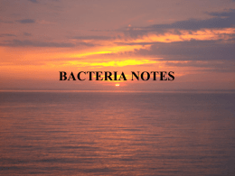 2013 Bacteria PPT