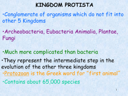 Animal-like protists - Examples