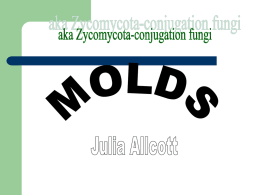 Ex. Of Molds