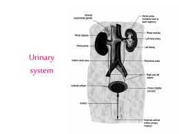 Urinary System Presentation