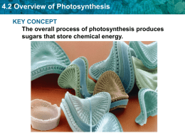 4.2 Overview of Photosynthesis