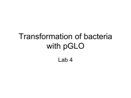 Transformation of bacteria with pGLO