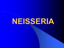 NEISSERIA