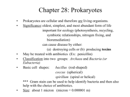 Chapter 28: Prokaryotes