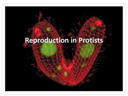 Reproduction in Protists