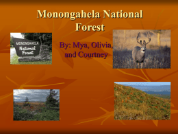 Monongahela Forest