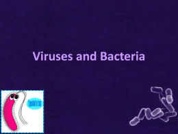 Eubacteria (Domain Bacteria)