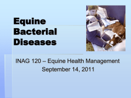 Equine Viral Diseases