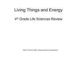 Living Things and Energy Review Power Point