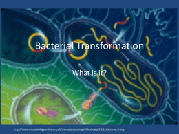 Bacterial Transformation
