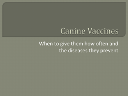 Canine Vaccines - Westbury Animal Hospital