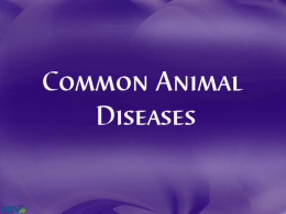 Common Animal Diseases Power Point File