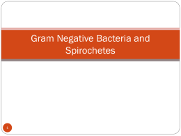 Gram Neg Bacteria PPT