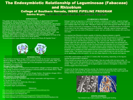 The Endosymbiotic Relationship of Leguminosae (Fabaceae) and
