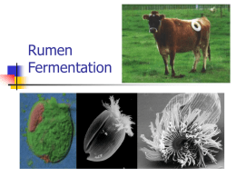 Why Worry about Rumen Microbes?