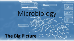 Microbiology The Big Picturex